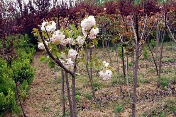 櫻花病蟲害癥狀與防治