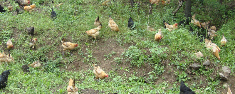 生態養殖注意事項，做好這5點才是真正的生態養殖