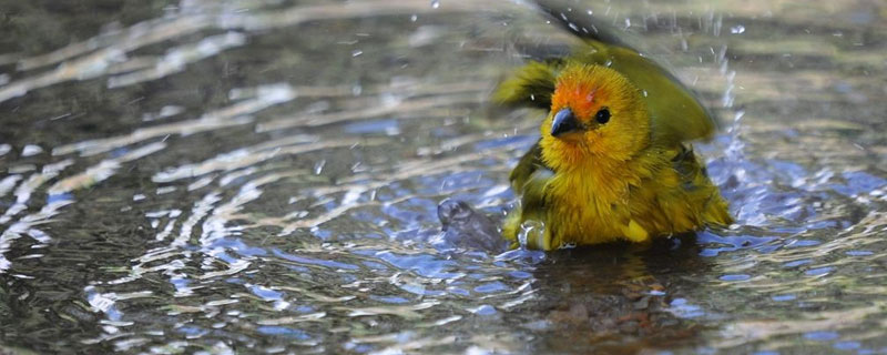 金絲雀怎么訓練 金絲雀怎么讓它叫