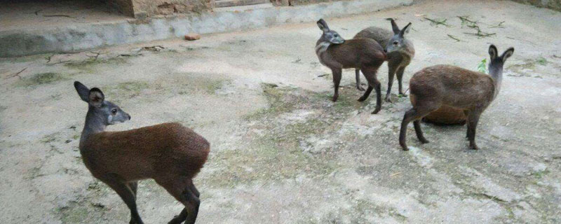 林麝養殖技術 養林麝怎么辦養殖手續