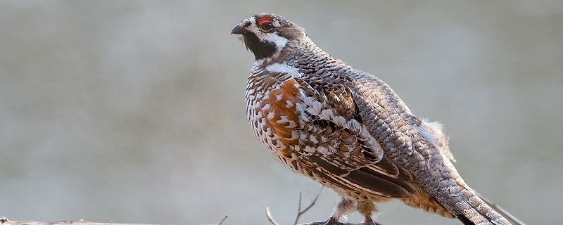 花尾榛雞可以人工養(yǎng)殖嗎 花尾榛雞養(yǎng)殖怎么辦理許可證