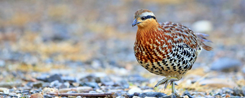 花尾榛雞養殖技術與注意事項 花尾榛雞繁殖方式