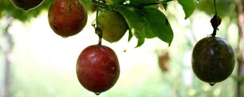 黃金百香果種植