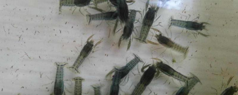 沼澤藍蝦養殖方法