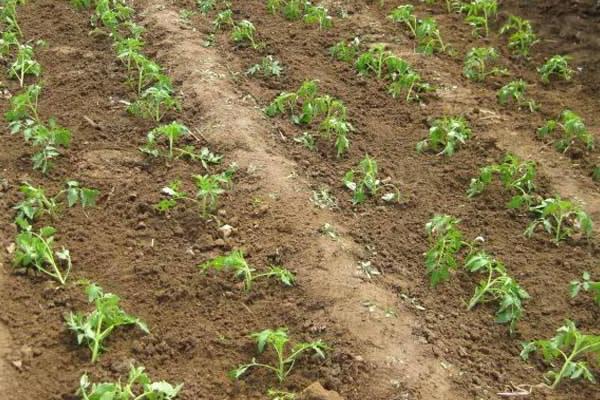 蕃茄種植管理技術(shù)要點(diǎn)