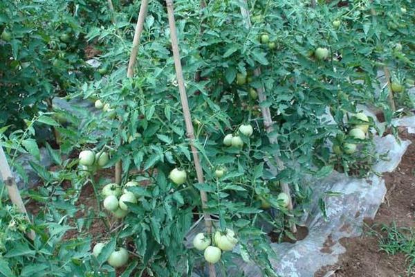 蕃茄種植管理技術(shù)要點(diǎn)