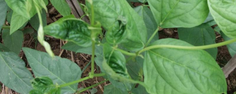 無(wú)架豆角的種植方法和時(shí)間