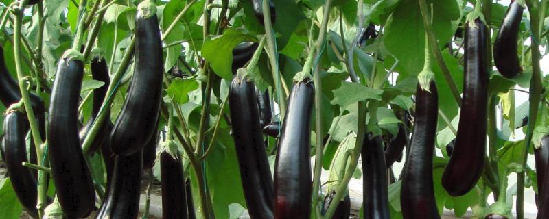 茄子施肥時間及方法