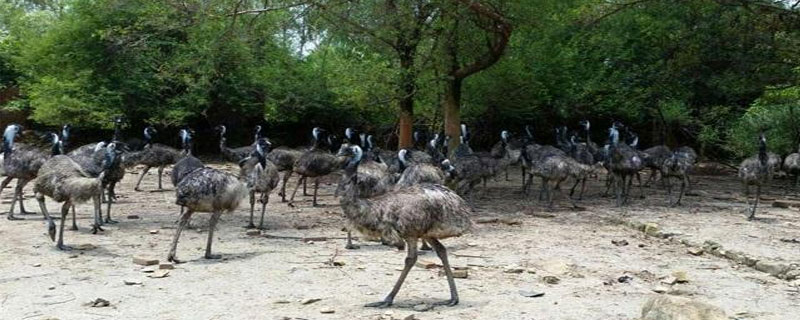 鴯鹋養(yǎng)殖技術(shù) 鴯鹋日常管理方法與注意事項(xiàng)