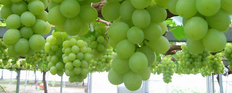 醉金香葡萄種植技術(shù)