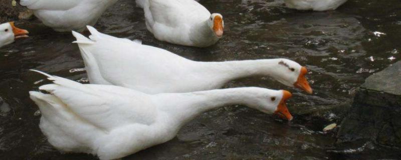 法式鵝肝的肉鵝養殖方法