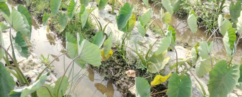 芋頭種植時間和方法