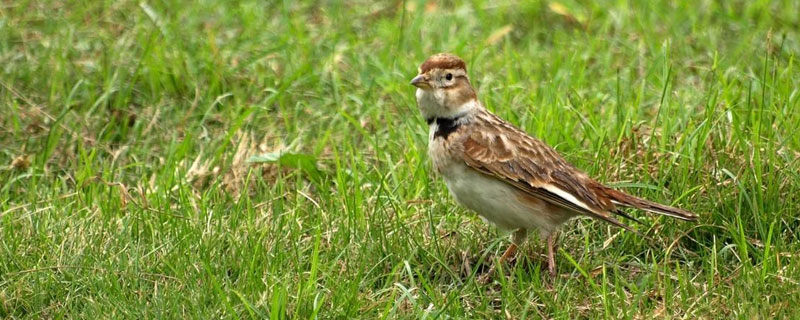 百靈鳥幼鳥怎么養(yǎng) 百靈鳥養(yǎng)殖技術(shù)