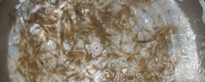 河里的小蝦米怎么養 河蝦怎么養才不會死