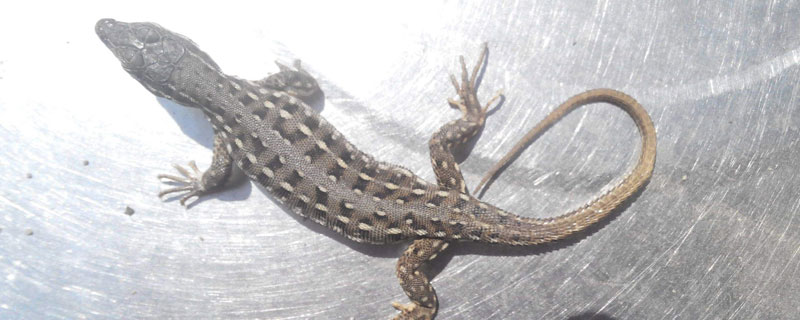 壁虎怎么養 家里壁虎養殖技術