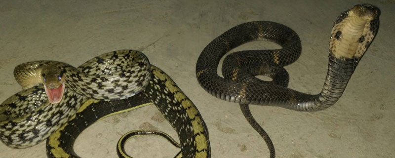 五步蛇怎么養(yǎng)殖 五步蛇養(yǎng)殖技術(shù)