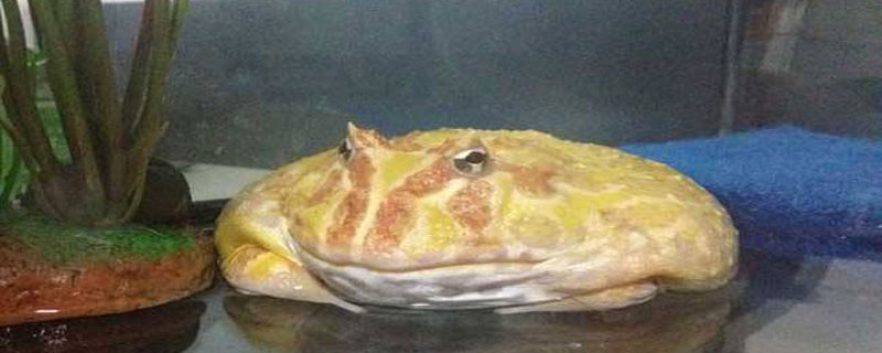 角蛙飼養箱怎么布置 角蛙養殖技術