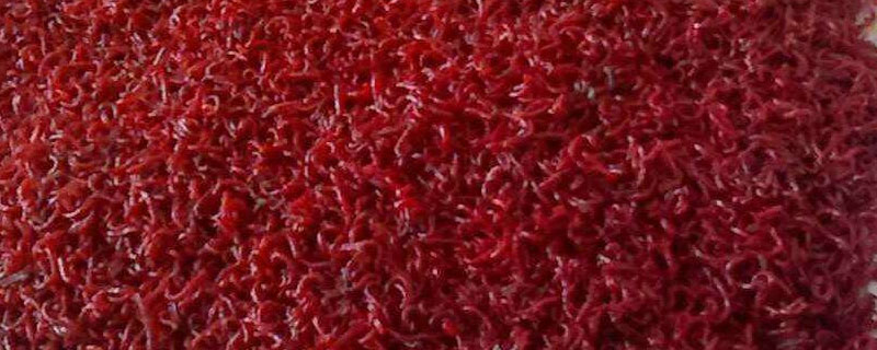 釣魚的紅蟲怎么養 紅蟲養殖技術