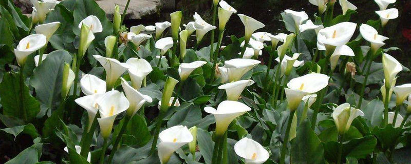 彩色馬蹄蓮的養殖方法和注意事項