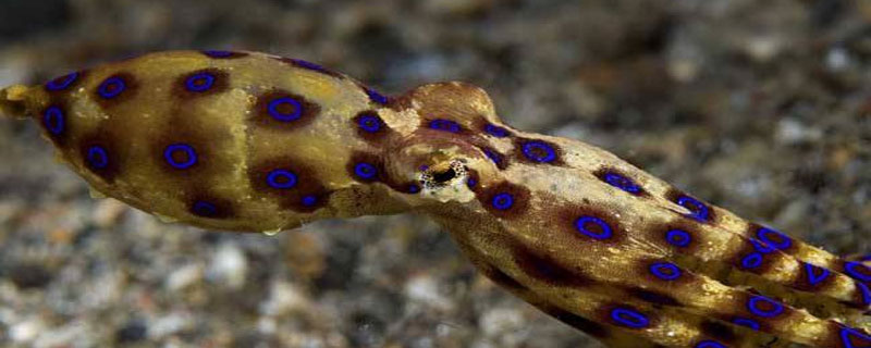 章魚怎么養殖 章魚吃什么食物