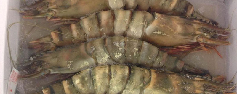 虎蝦養(yǎng)殖技術(shù) 養(yǎng)虎蝦喂什么飼料