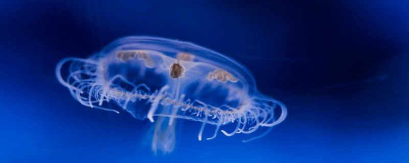 桃花水母怎么養 桃花水母有毒嗎