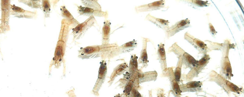 羅氏蝦養(yǎng)殖技術(shù) 羅氏蝦的養(yǎng)殖前景