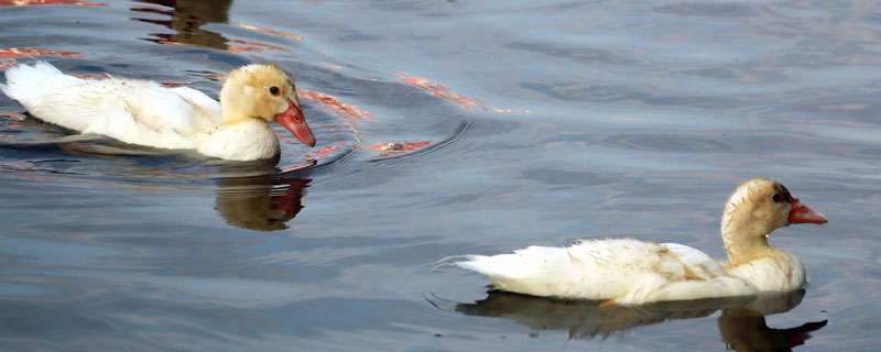 鴛鴦鴨養(yǎng)殖技術(shù)與注意事項(xiàng)