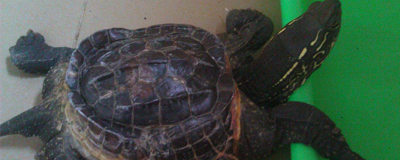 地烏龜養殖技術 地烏龜的養殖方式