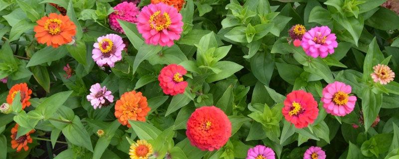 大理菊怎么種植