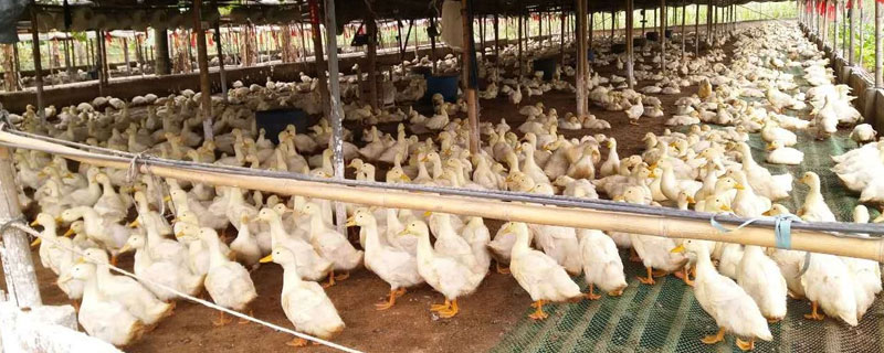 低成本自制鴨飼料