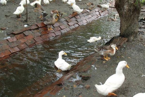 低成本自制鴨飼料
