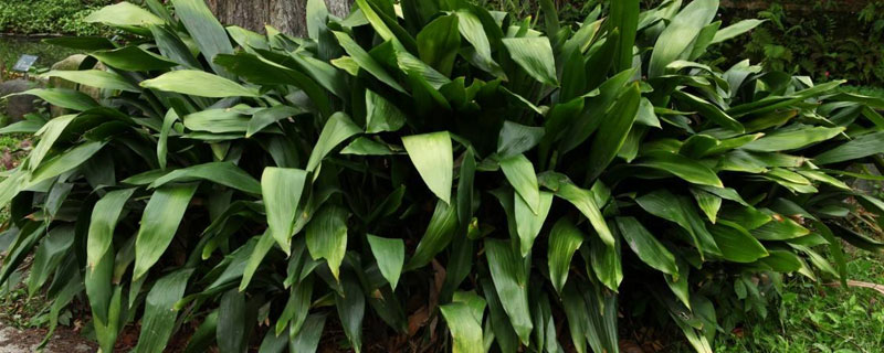 蜘蛛抱蛋的養(yǎng)殖方法和注意事項