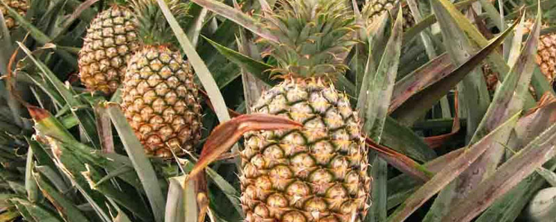 菠蘿怎么種植方法
