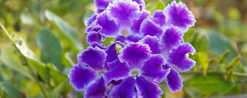 巧克力花的養(yǎng)殖方法