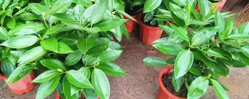 平安樹的養殖方法和注意事項