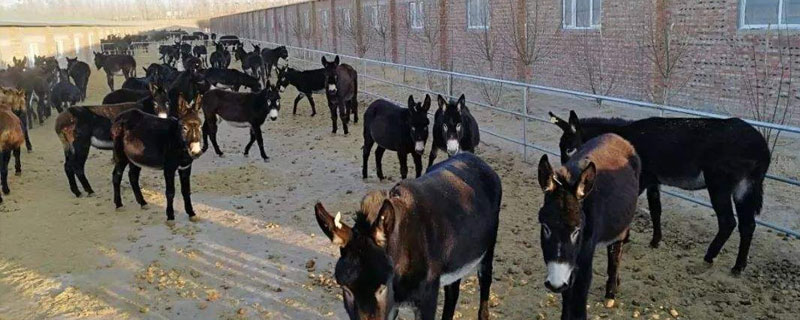 毛驢養(yǎng)殖條件