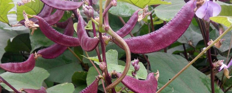 眉豆種植時間及方法