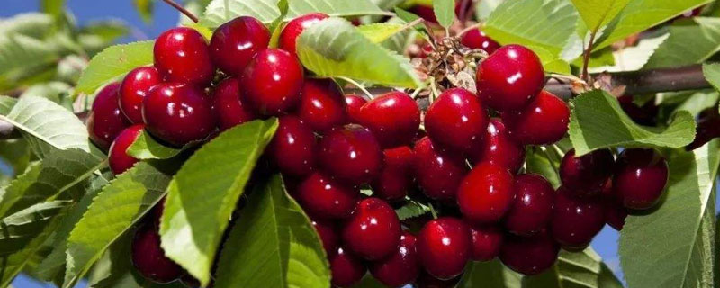 種櫻桃要用什么土