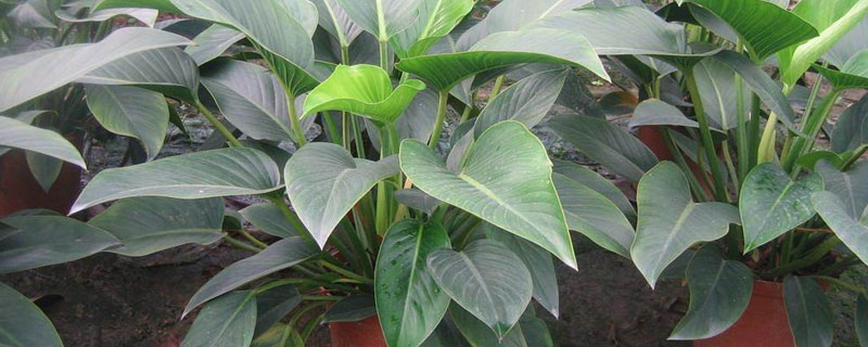 金鉆的養殖方法，不知道的可以看看