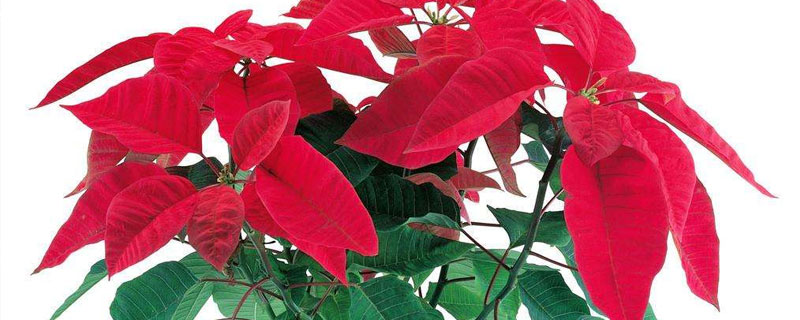 萬年紅圖片與養殖方法