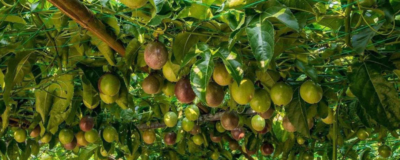 創業好項目農村