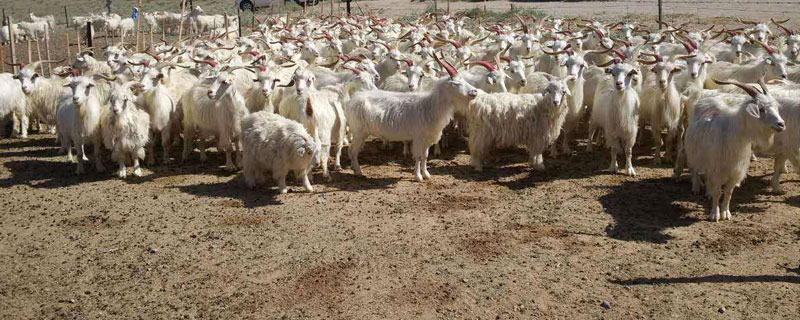 山羊飼料粗料配方