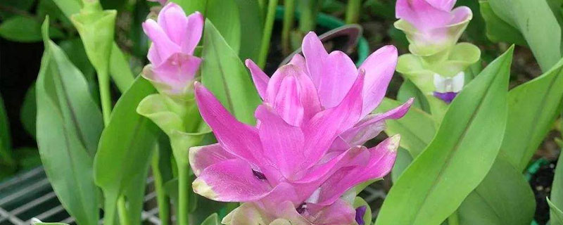 姜荷花的種植方法