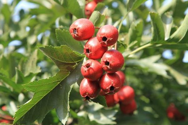 山楂的種植方法和時間