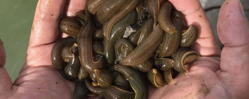 水蛭的養殖方法
