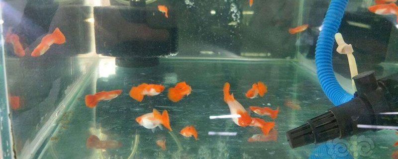 鴻運當頭孔雀魚的養(yǎng)殖方法和注意事項