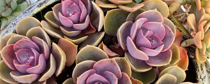 多肉紅心蓮的養(yǎng)殖方法