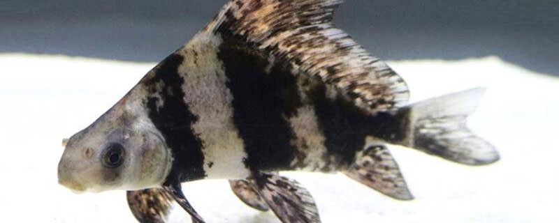 一帆風順魚的養殖方法和注意事項