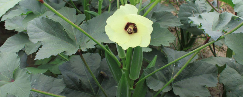 秋癸的種植方法和時間